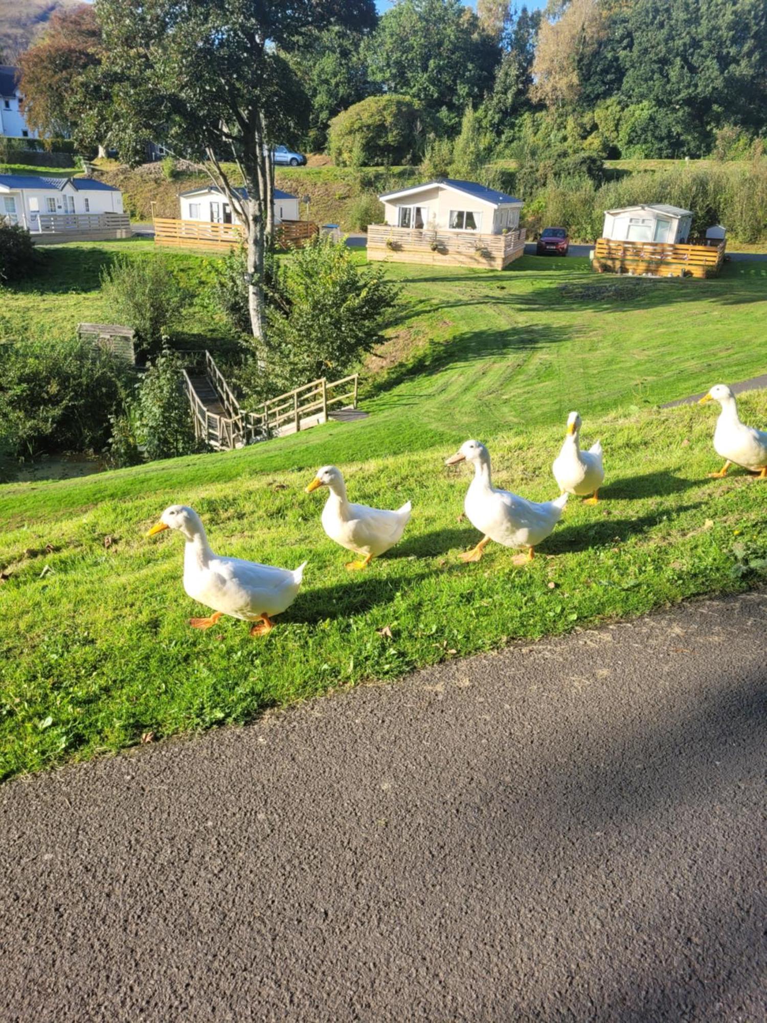 The Sunny Bunny Holiday Home Ballantrae エクステリア 写真